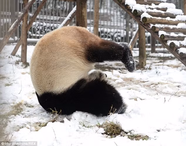 Gấu trúc trình diễn nhào lộn trên lớp tuyết mỏng trong chuồng của nó.