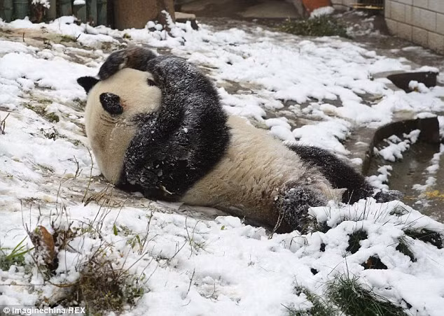 Lớp lông dày giúp gấu trúc Wei Wei giữ ấm cơ thể trong mùa đông giá lạnh.