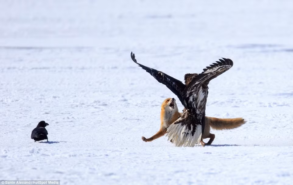 Cáo đỏ chống trả quyết liệt khi bị đại bàng tấn công.