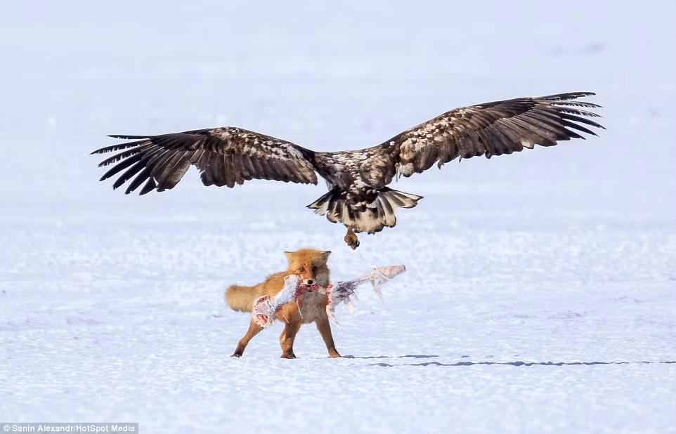 Bầy quạ nhanh chóng bỏ đi và cuộc chiến chỉ còn lại cáo đỏ và đại bàng. Sau khi cáo đỏ ngậm chặt được khúc xương trong miệng, đại bàng dũng mãnh lao xuống tấn công đối thủ để giành lại mồi.