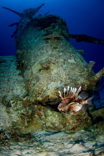 Cá bơi tung tăng cạnh xác máy bay.