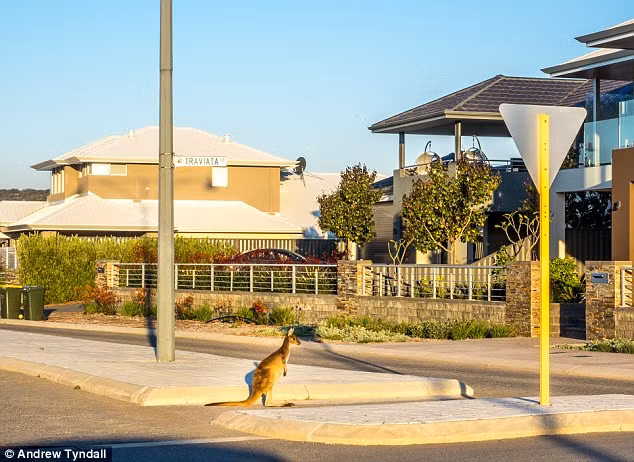 Nhiếp ảnh gia Tyndall cho biết kangaroo rất phổ biến tại miền bắc thành phố Perth, nhưng để bắt gặp cảnh chúng đánh nhau rất hiếm.