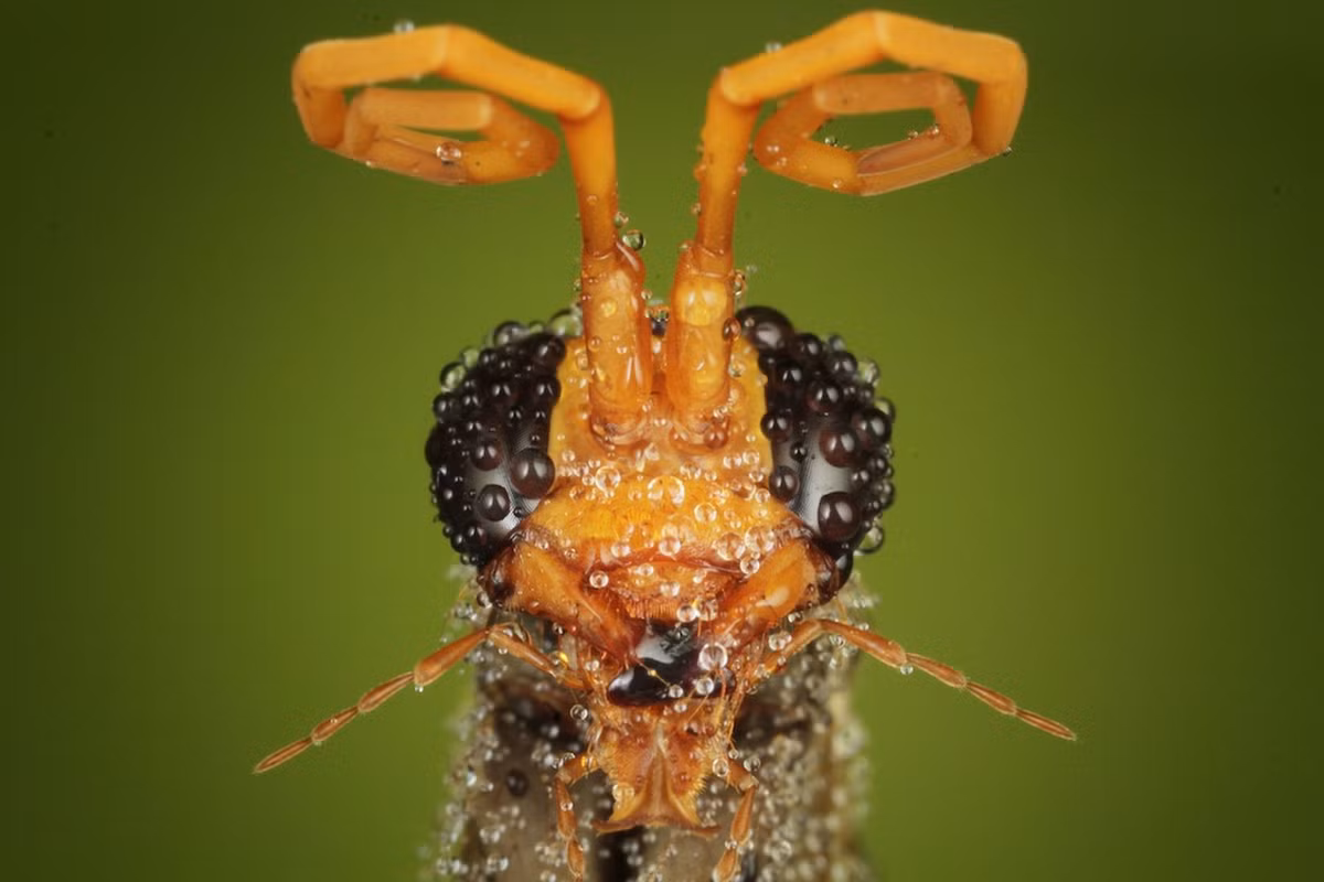 Râu uốn cong của một con bọ.