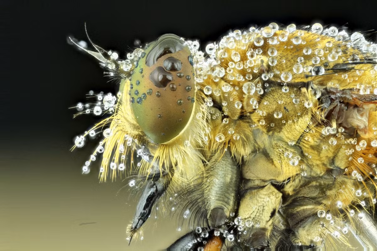 Sương phủ kín cơ thể ruồi.