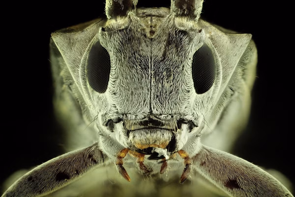 Bọ cánh cứng sừng dài.