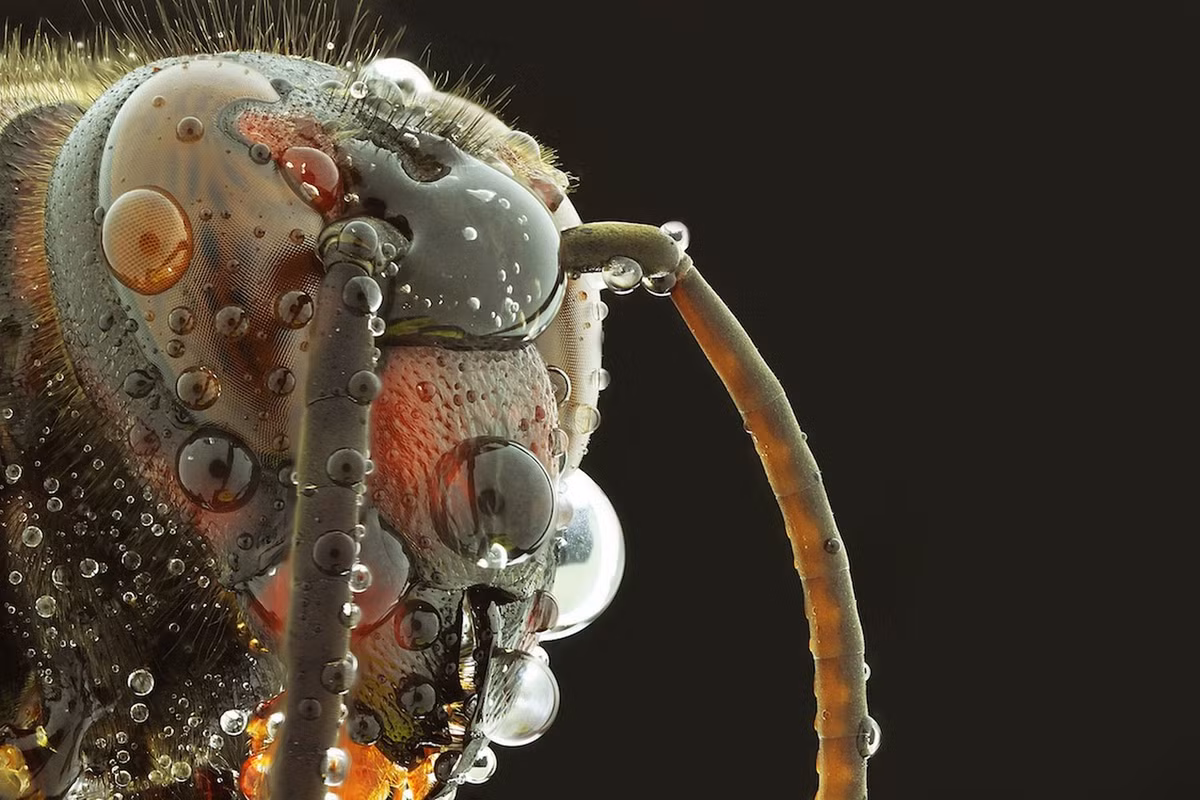 Ảnh sắc nét đến từng chi tiết của một con bọ.