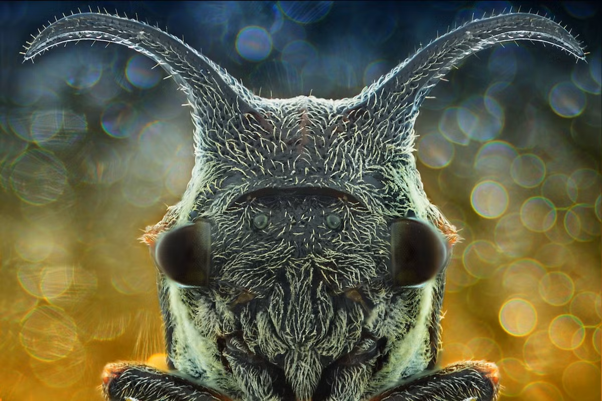 Khuôn mặt ma quái của một con bọ chét cây.