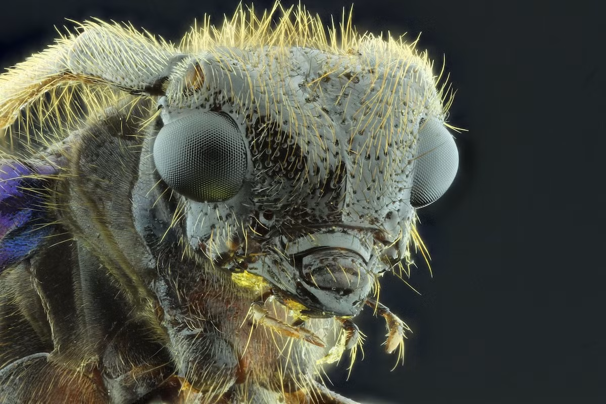 Cận cảnh gương mặt đáng sợ của những loài côn trùng, như bọ cánh cứng, ruổi, ong, chuồn chuồn được thể hiện qua những bức ảnh. Trong hình là cận cảnh một con bọ cánh cứng sừng dài.