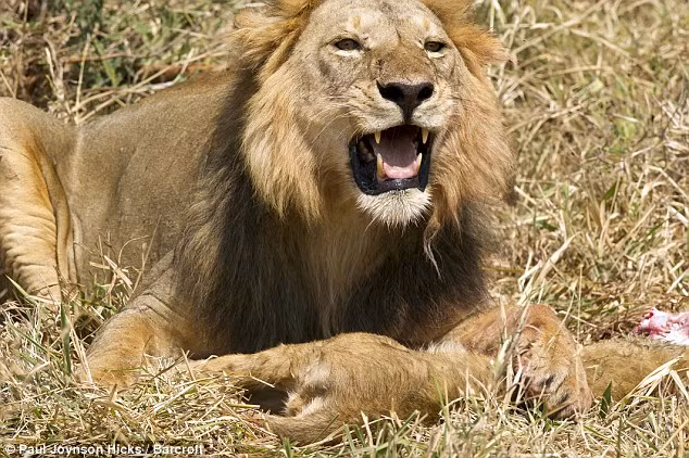 Sau khi giết hại sư tử con, sư tử đực nằm ngấu nghiến nạn nhân trên bãi cỏ.