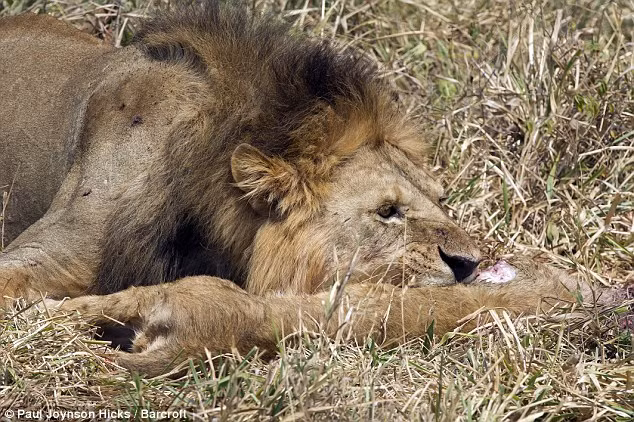 Nhiếp ảnh gia người Anh cho biết ông đang quan sát một cặp sư tử mới kết đôi, thì bị sốc khi nhìn thấy con sư tử đực ngoạm lấy sư tử con trên đồng cỏ.