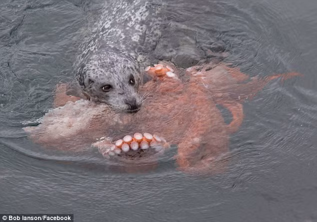 Cuoc chien ac liet giua hai cau va bach tuoc-Hinh-3