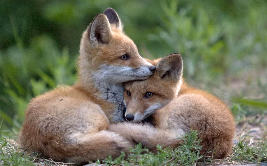 Cặp cáo con chơi với nhau trong rừng ở Lappeenranta, Phần Lan.