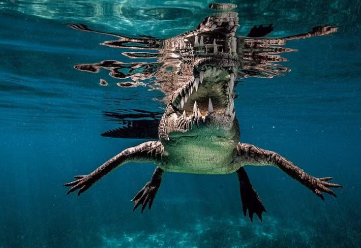 Cận cảnh hàm răng đáng sợ của con cá sấu khổng lồ được nhiếp ảnh gia Ricardo Castillo chụp được ở ngoài khơi Cuba.
