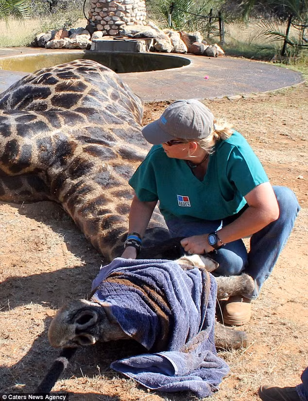 Sau đó chiếc dây được cởi bỏ khỏi cổ hươu.