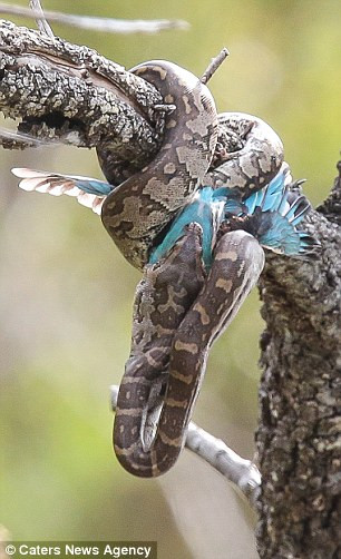 …trước khi bắt đầu quá trình nuốt con mồi vào bụng.