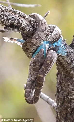 …trước khi bắt đầu quá trình nuốt con mồi vào bụng.