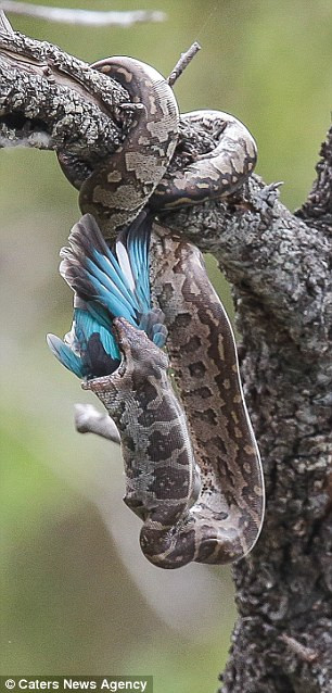 Cảnh tượng được nhiếp ảnh gia David Bough ghi lại trong chuyến khám phá vườn quốc gia Kruger ở Nam Phi.