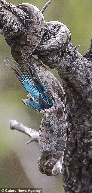 Vì chim bói cá có kích cỡ khá nhỏ, nên con trăn không gặp khó khăn nào khi nuốt con mồi.