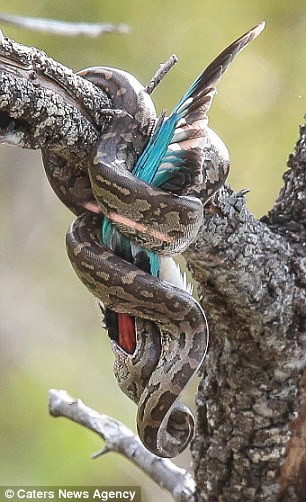 Con trăn to lớn đã dùng sức mạnh của nó để bẻ gập chiếc mỏ của chim bói cá về phía sau…