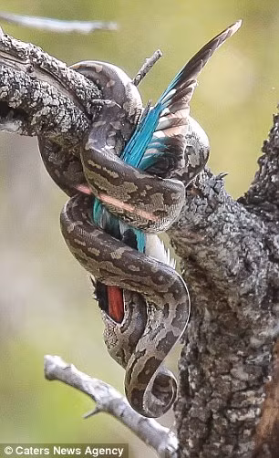 Con trăn to lớn đã dùng sức mạnh của nó để bẻ gập chiếc mỏ của chim bói cá về phía sau…