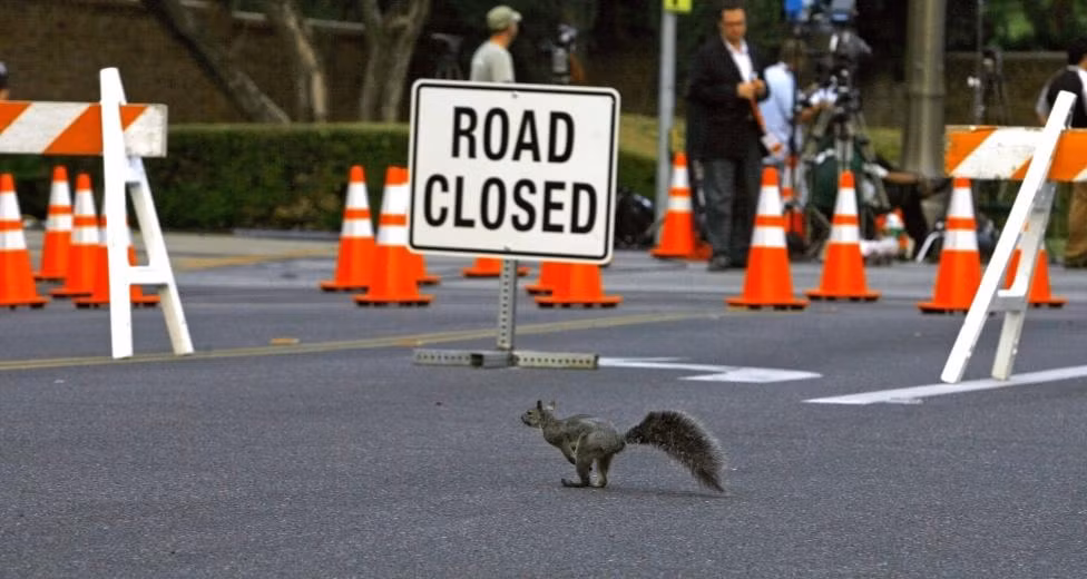 Sóc nhảy qua một đoạn đường cấm xe cộ gần công viên Forest Lawn ở Glendale, bang California, Mỹ.