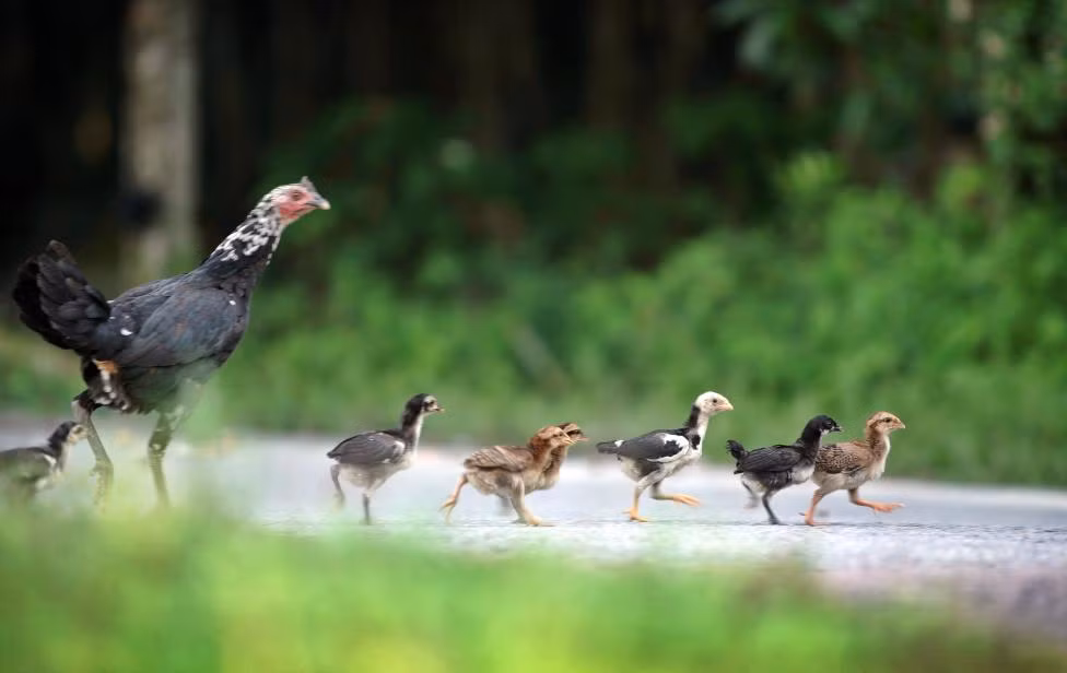 Gà mẹ và đàn con vội vã băng qua đường tại ngôi làng Lui Barat ở Malaysia.