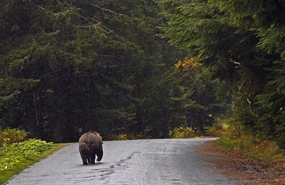 Gấu nâu một mình đi trên đường dưới trời mưa gần sông Chilkoot, Alaska, Mỹ.