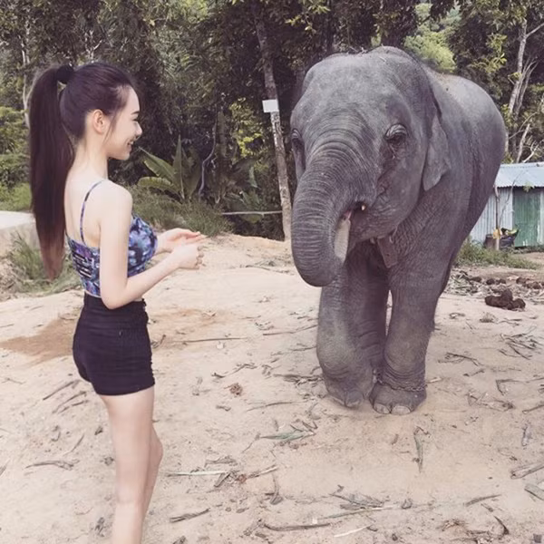 Nữ sinh chân dài chơi đùa với voi trong vườn thú.