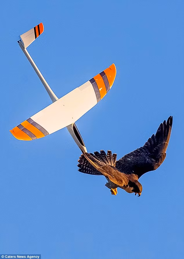 Chim ung hung hang tan cong may bay khong nguoi lai-Hinh-5