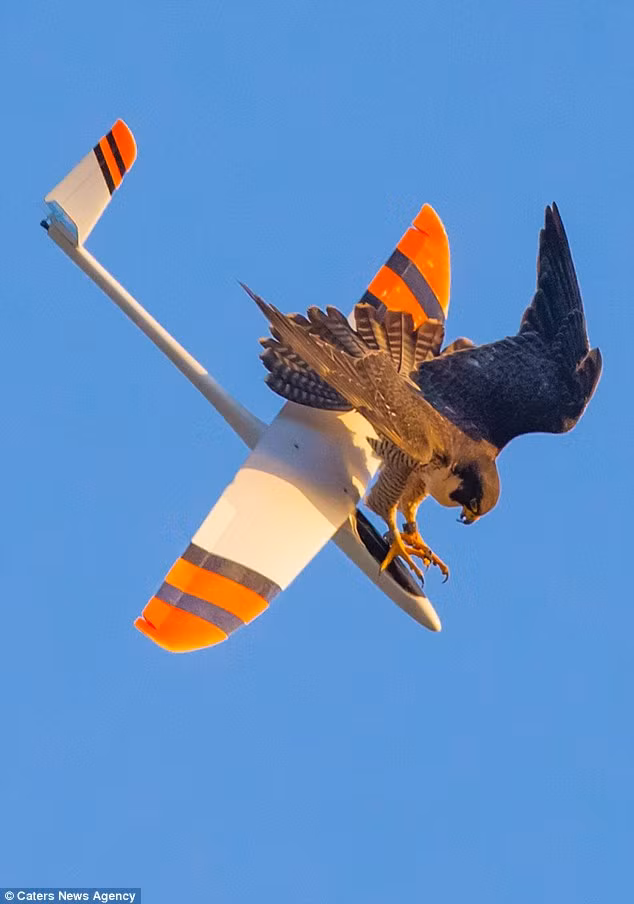 Chim ung hung hang tan cong may bay khong nguoi lai-Hinh-4