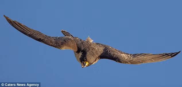 Chim ung hung hang tan cong may bay khong nguoi lai-Hinh-2