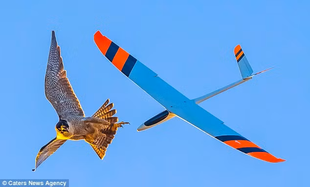 Chim ung hung hang tan cong may bay khong nguoi lai-Hinh-3