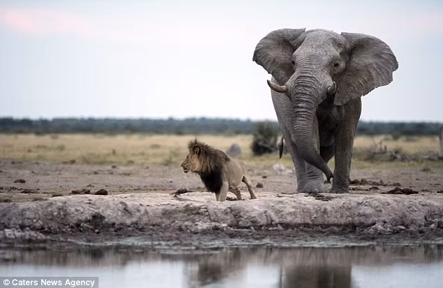 “Khi con voi tiến tới gần khoảng 3m, sư tử mới nhìn lên và thấy voi trước khi bỏ chạy”, nhiếp ảnh gia 49 tuổi cho biết.