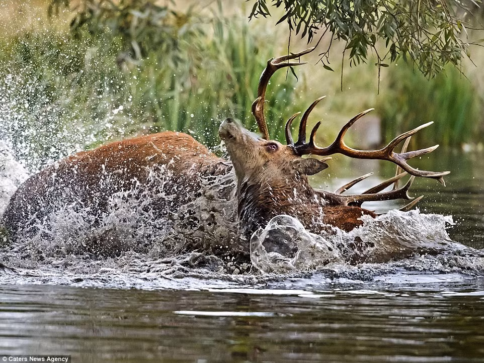 Trận thủy chiến giữa cặp hươu đực diễn ra rất quyết liệt, khiến nước sông bắn tung tóe.
