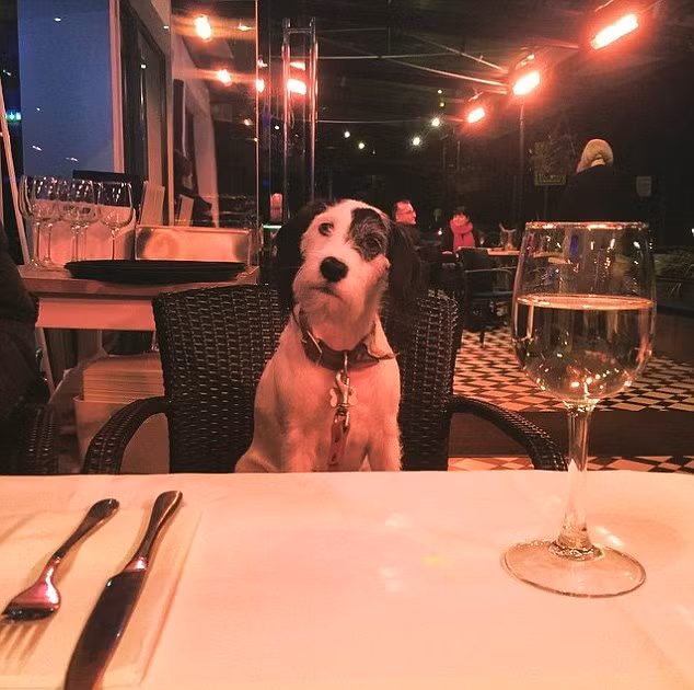 Miley ngồi trên ghế cùng ăn với cô chủ Sam trong một nhà hàng sang trọng.