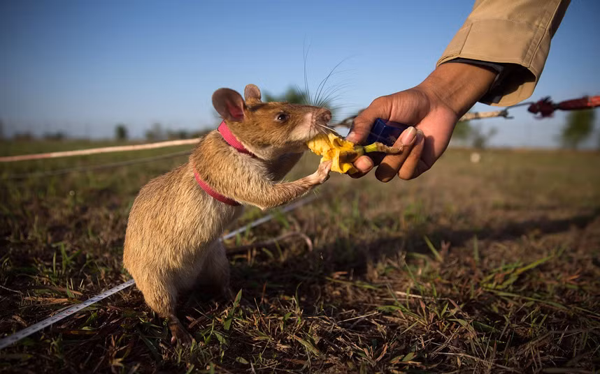 Chuột được huấn luyện tìm kiếm mìn trên cánh đồng Siem Reap, Campuchia.