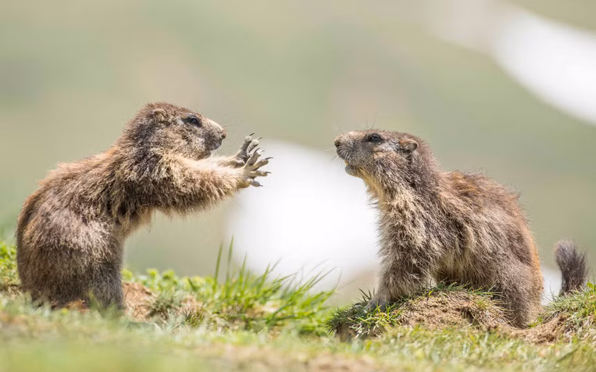 Nhiếp ảnh gia Robert Haasmann ghi lại cuộc chiến giữa hai con macmôt trong công viên quốc gia Hohe Tauern, Áo.