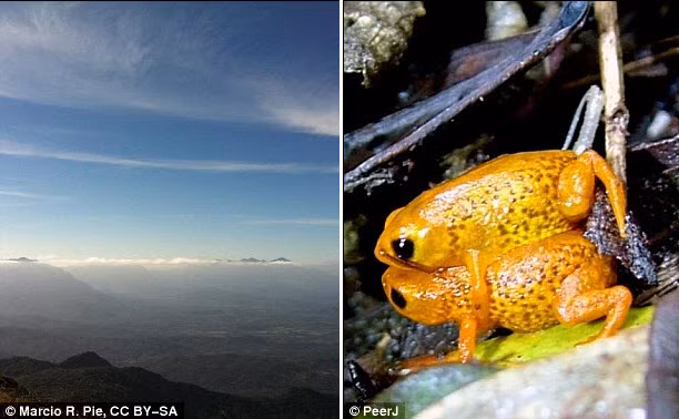 Tìm thấy loài ếch mới có kích cỡ chưa bằng móng tay - Hình 3 Tim thay loai ech moi co kich co chua bang mong tay-Hinh-3