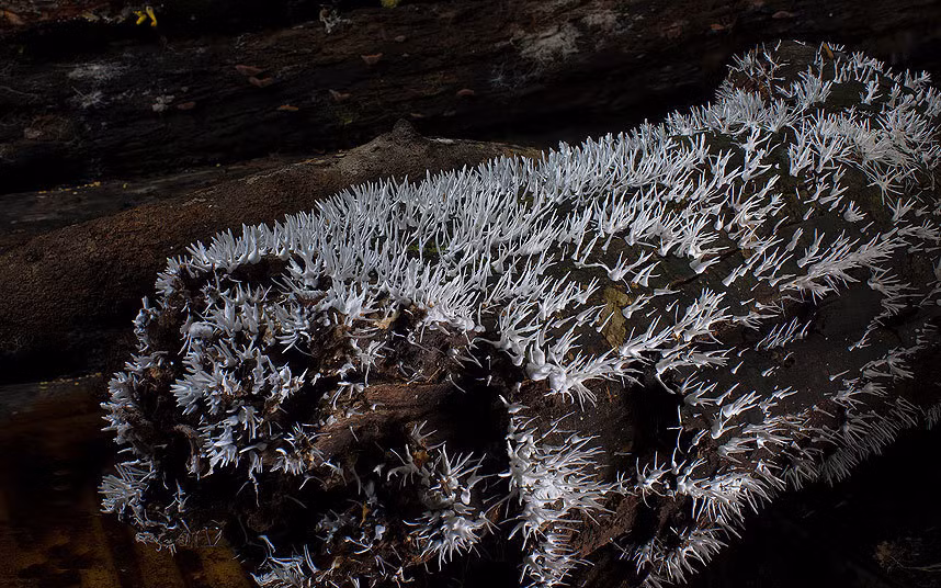 Nấm sợi trông như những chiếc gai đáng sợ.