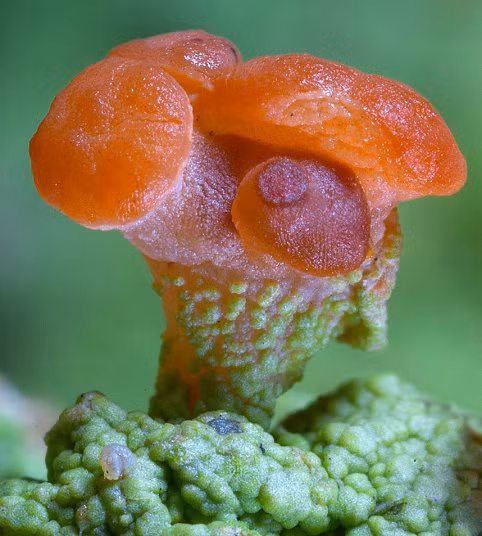 Một loài địa y.