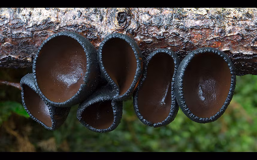 Những bông nấm đen tạo cảm giác kỳ bí.