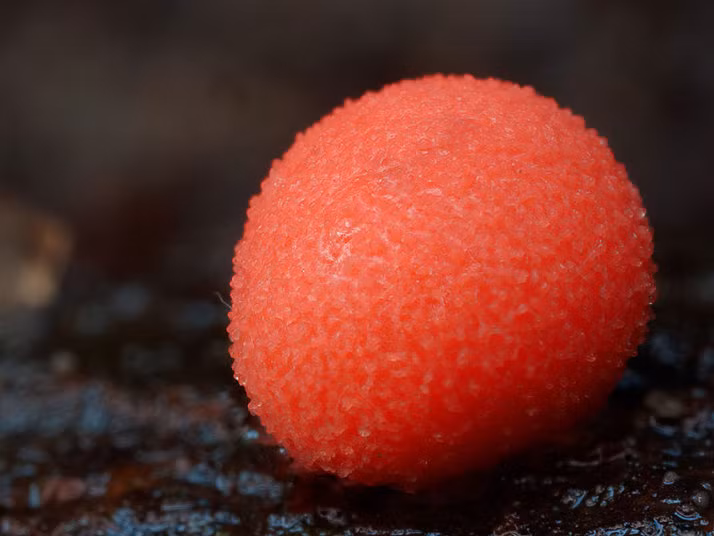 Cây nấm hình cầu đỏ rực như trái dâu tây.