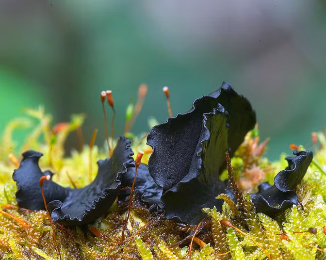 Loài nấm đen dưới ống kính của nhiếp ảnh gia Steve Axford.