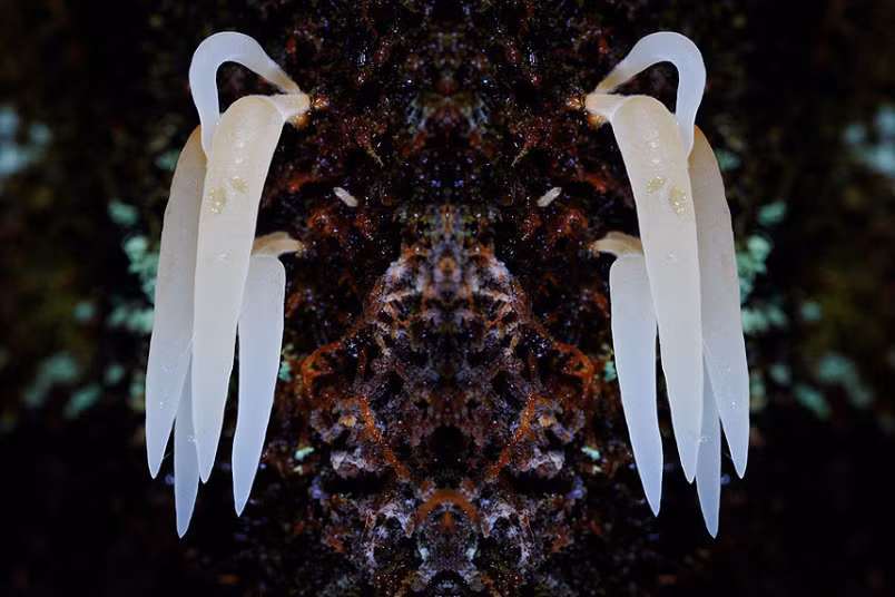 Loài nấm Mucronella pendula trông như những trái ớt màu trắng.