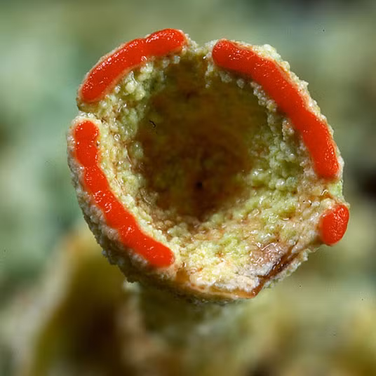 Một loài địa y khác.