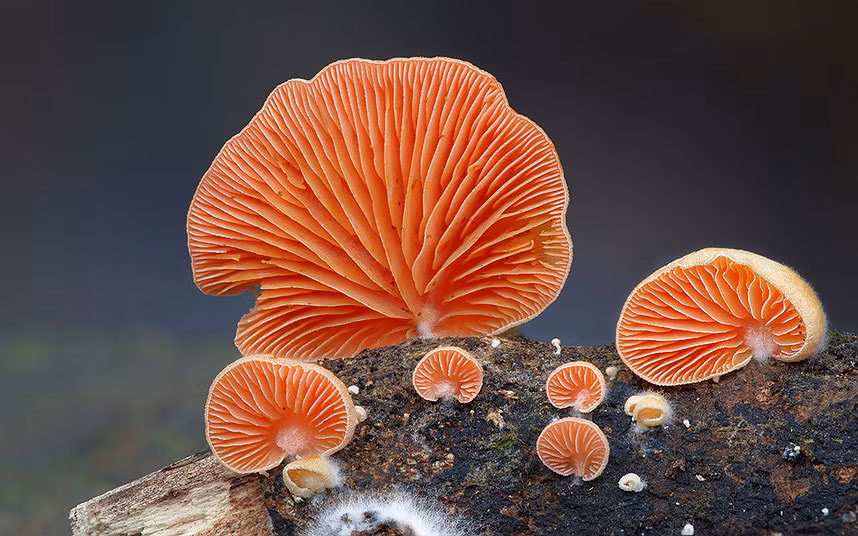Nấm màu cam mọc trên thân gỗ mục.