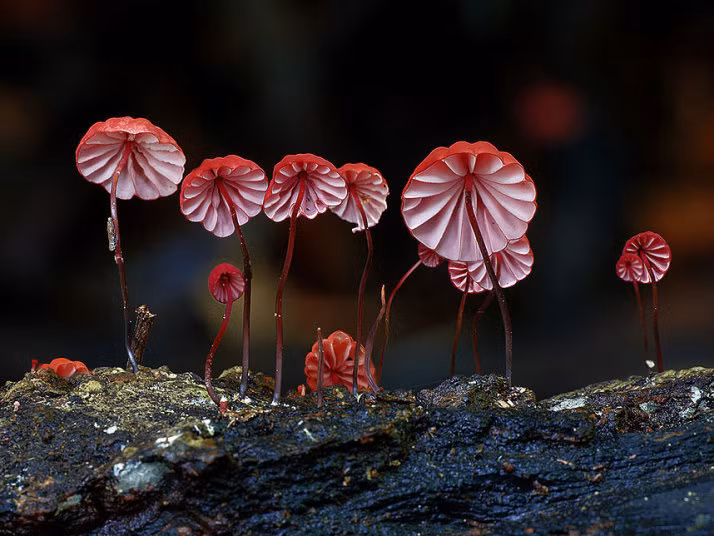 Loài nấm Marasmius haematocephalus như những chiếc ô xinh xắn.