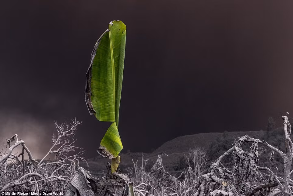 Lá chuối xanh chồi lên đối lập với màu xám xịt của tro bụi phun trào từ núi lửa Sinabung ở Sumatra, Indonesia.