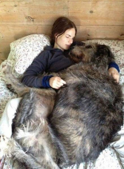 Ngủ với cùng cún cưng khổng lồ.