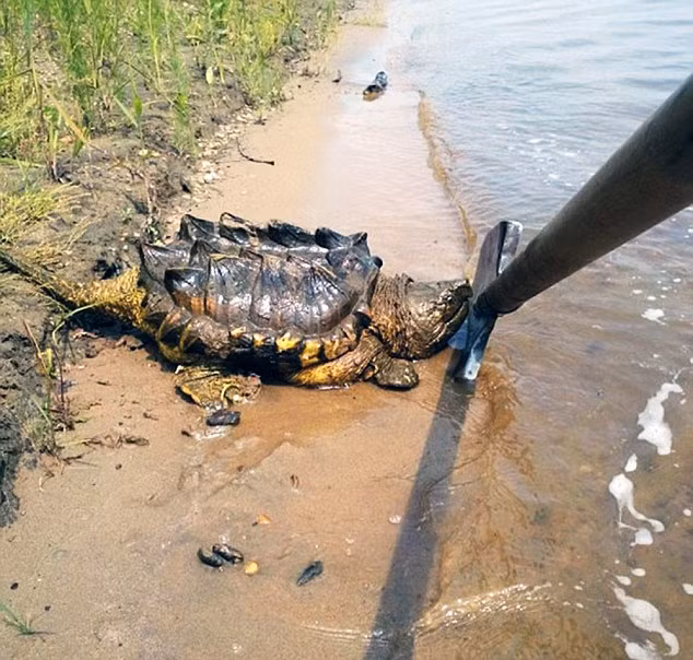 Loài rùa lai cá sấu có nguồn gốc từ Nam Mỹ, nên việc nó xuất hiện trên sông Amur của Nga khiến người dân địa phương hoang mang.